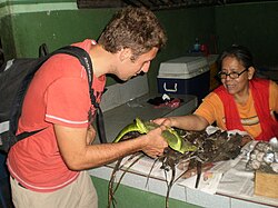 Although eating green iguanas is forbidden in Nicaragua, they are available in markets.