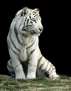 White tiger in Gunma Safari Park