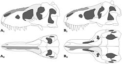 Diagram showing the differences between a generalized Tarbosaurus (A) and Tyrannosaurus rex (B) skull