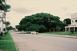 The Big Tree National Monument cape fig tree is a prominent feature in downtown Kabwe, Zambia. It is a cool place for friendly conversations; and to wait for a taxi or driving instructor.