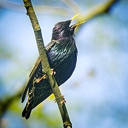 Singing Sturnus vulgaris, Wrocław, Poland