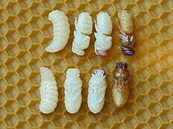 Stages of development of the drone pupae