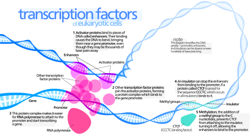 Illustration of an activator