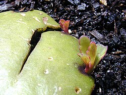 Production of new individuals along a leaf margin of the air plant, Kalanchoe pinnata. The small plant in front is about 1 cm tall. The concept of "individual" is stretched by this process.