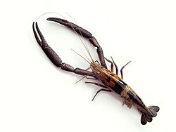 A bigclaw river shrimp from the Neotropics. Prawns are sometimes stated to be "large shrimp" or alternatively "freshwater shrimp", but this large-bodied, freshwater crustacean is a caridean shrimp, and is rarely referred to as a prawn.