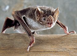 The common vampire bat (Desmodus rotundus) feeds on blood (haematophagy).