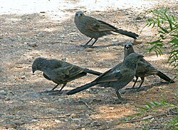 Apostlebirds. Both species in this family are highly social and live in groups of as many as 20 birds.
