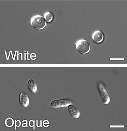 Round, white-phase and elongated, opaque-phase Candida albicans cells: the scale bar is 5 μm
