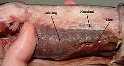 A dissected spotted African lungfish showing the notochord