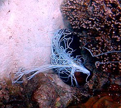 A sea cucumber in Mahé, Seychelles ejects sticky filaments from the anus in self-defense.