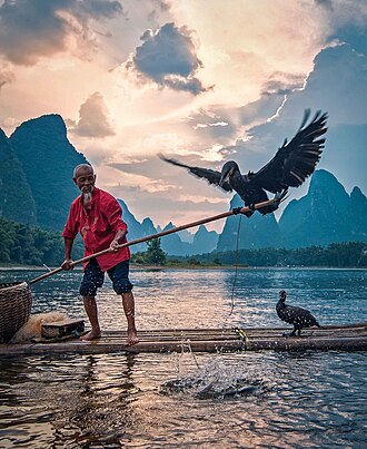 Yangshuo cormorant fisherman