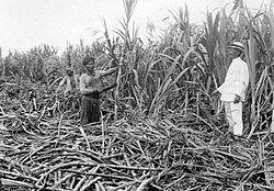 Javanese indentured servants in Marienbourg plantation, c. 1930