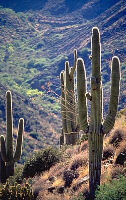 Saguaro cactus in the Sonoran Desert.