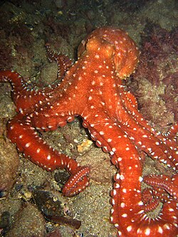 Aristotle observed that the octopus can change colour when disturbed.