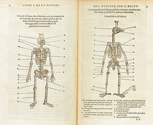 Skeletons of humans and birds compared by Pierre Belon, 1555