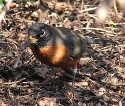 An American robin eating a worm