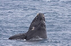 Southern right whale, offshore from Cheynes, Western Australia