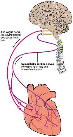 Autonomic innervation of the heart