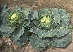 White cabbage