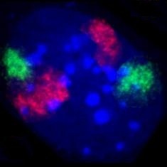 A mouse fibroblast nucleus with DNA stained blue. The distinct chromosome territories of chromosome 2 (red) and chromosome 9 (green) are shown using fluorescent in situ hybridization.