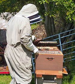 Two beekeepers in Cornwall, UK, checking their hives and using a smoker.