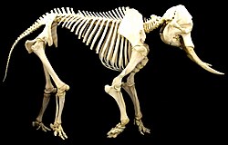 African bush elephant skeleton