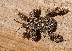 Reduvius personatus, the masked hunter bug nymph, camouflages itself with sand grains to avoid predators.
