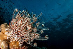 Crinoid at Wakatobi National Park, 2018