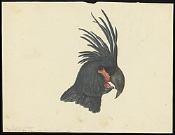 Great black cockatoo from New-Guinea, Dutch colonial expedition Natuurkundige Commissie, around 1821–1822