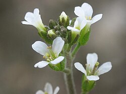 Arabidopsis thaliana was the first plant genome sequenced.