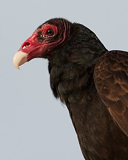 A side view, showing the perforated nostrils