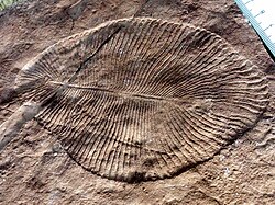 Dickinsonia costata, an Ediacaran organism of unknown affinity, with a quilted appearance
