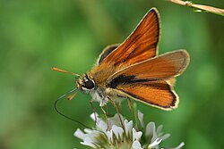 The male small skipper (Thymelicus sylvestris) has pheromone-releasing "sex brands" (dark line) on the upperside of its forewings.