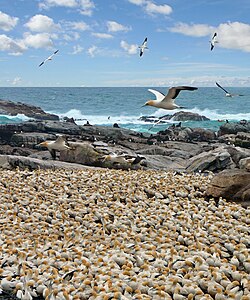 The Bird Island Nature Reserve in Lambert's Bay, Western Cape, South Africa.