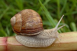 The Roman snail was named Helix pomatia in 1758.