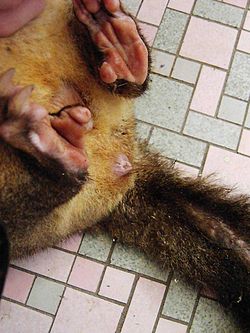Cloacal opening in an Australian brushtail possum