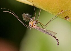 Among the commonest invertebrate food items of hummingbirds are flies, particularly nonbiting midges, members of the family Chironomidae