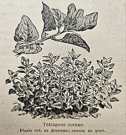 Tétragone cornue in "Les plantes potagères" Vilmorin 1925
