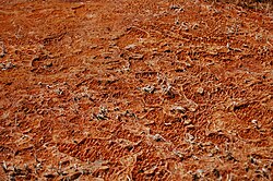 A colony of thermophiles in the outflow of Mickey Hot Springs, Oregon, the water temperature is approximately 60 °C (140 °F).