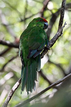 Norfolk parakeet (Cyanoramphus cookii), 2011 Norfolk Island National Park