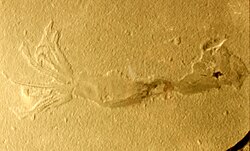 Holotype of Ostenoteuthis siroi from family Ostenoteuthidae