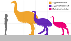Size comparison of the three recognised elephant bird species compared to a human