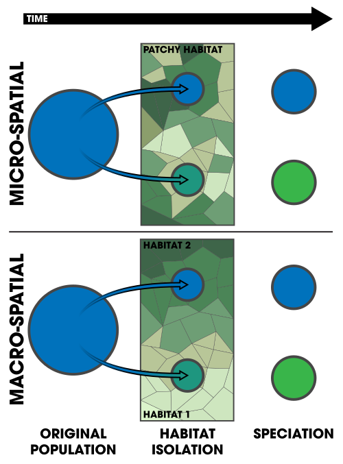 Micro-spatial and macro-spatial isolation differs by the feature of the habitat; whether it is patchy (such as fragmented forest interspersed with grassland) or a gradient (such as forest transitioning gradually into shrub or grassland.