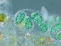 The chloroplasts of glaucophytes like this Glaucocystis have a peptidoglycan layer, evidence of their endosymbiotic origin from cyanobacteria.[21]