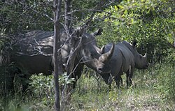 White rhino and calf in the game park, Matobo National Park