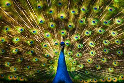 The apparently excessive eye-spot signalling by the male peacock tail may be runaway selection