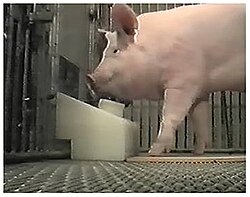 A pig using a specifically designed joystick[71]