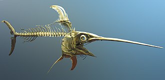 Endoskeleton of a swordfish