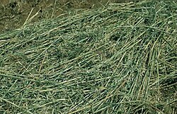 Good-quality hay is green and not too coarse and includes plant heads, leaves, and stems.