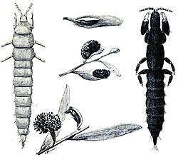 Kladothrips rugosa, a gall-forming thrips (larva on left, adult on right) with galls (centre) on Acacia leaves. Its soldier caste defends the colony in its gall fortress.